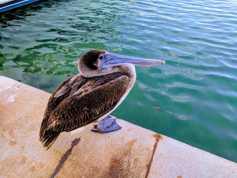 Bahia Principe & Golf Residences 图卢姆 外观 照片